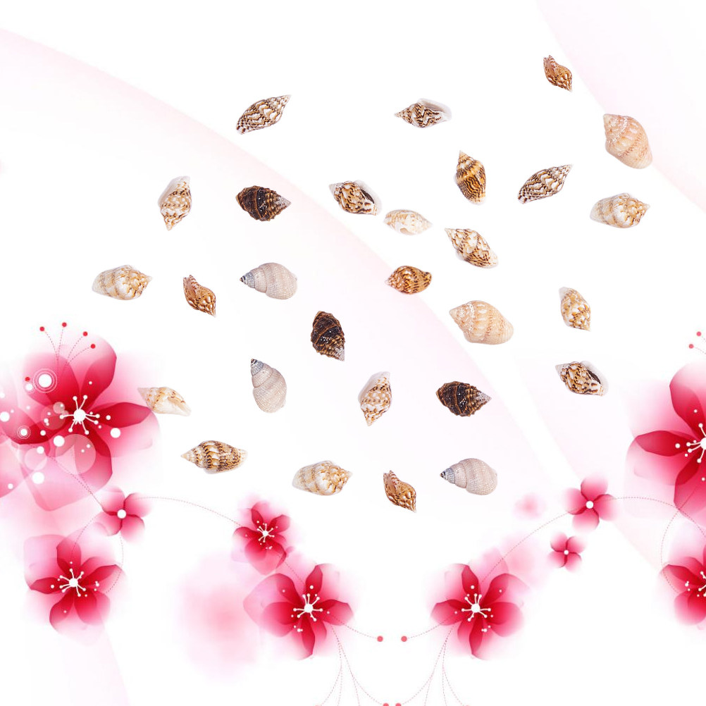 1 Box Assorted Beach Seashells - Art Craft Decoration Ideas review and price