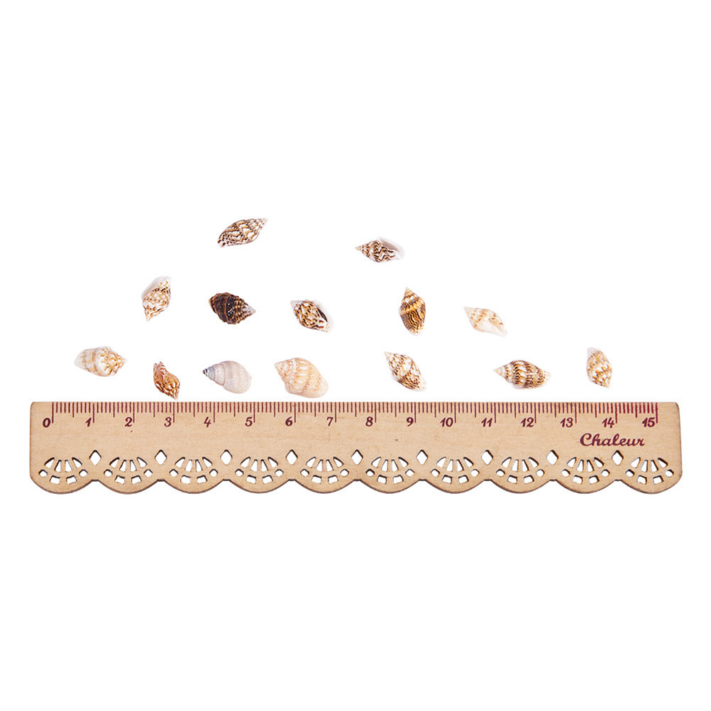 1 Box Assorted Beach Seashells - Art Craft Decoration Ideas review and price