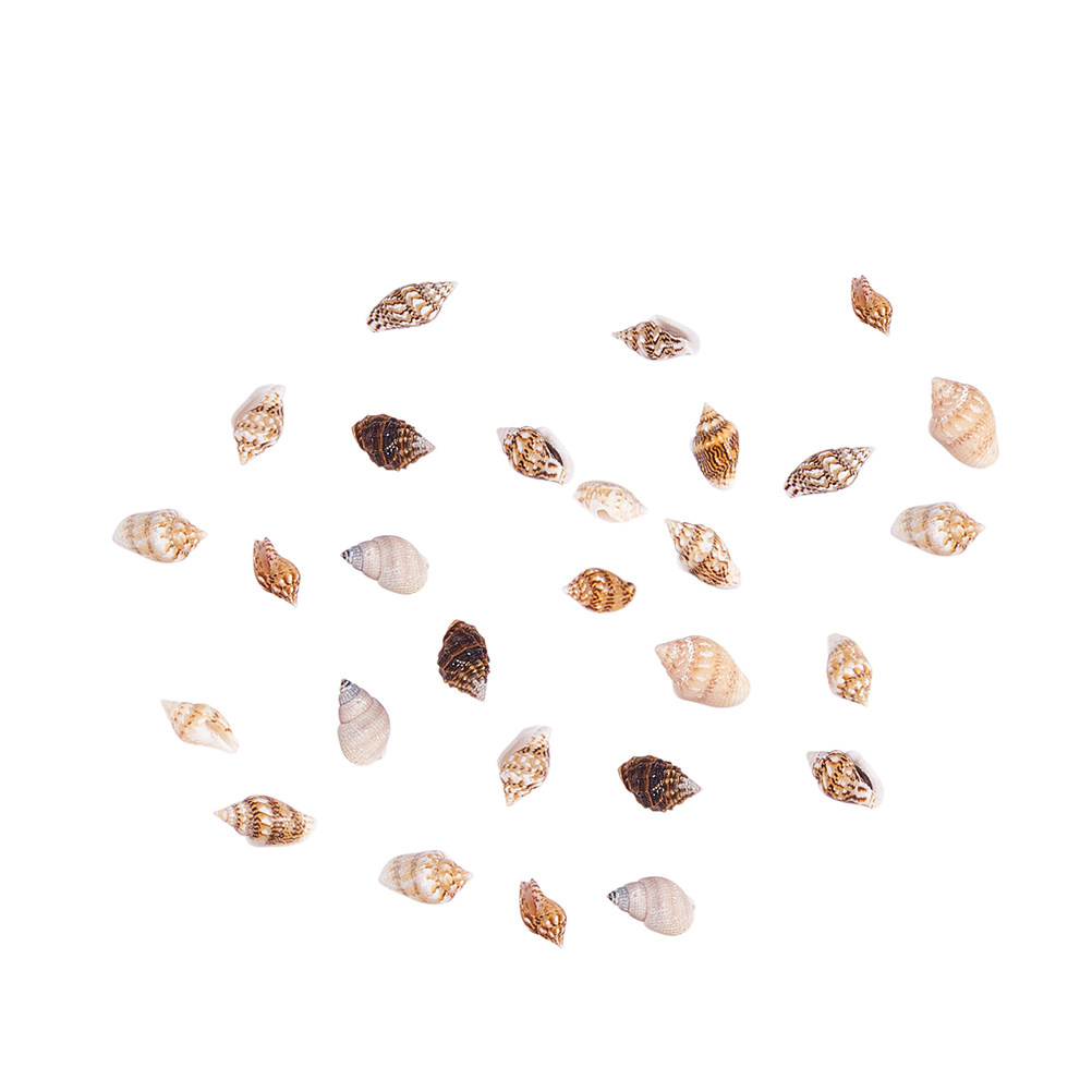 1 Box Assorted Beach Seashells - Art Craft Decoration Ideas review and price